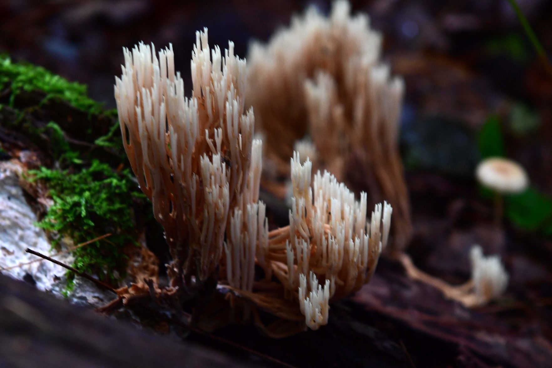 Pennsylvania Mushrooms.1.jpg